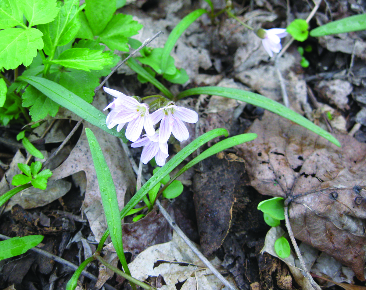 Spring Flowers In Ohio Best Flower Site